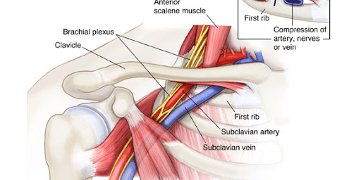 thoracic outlet